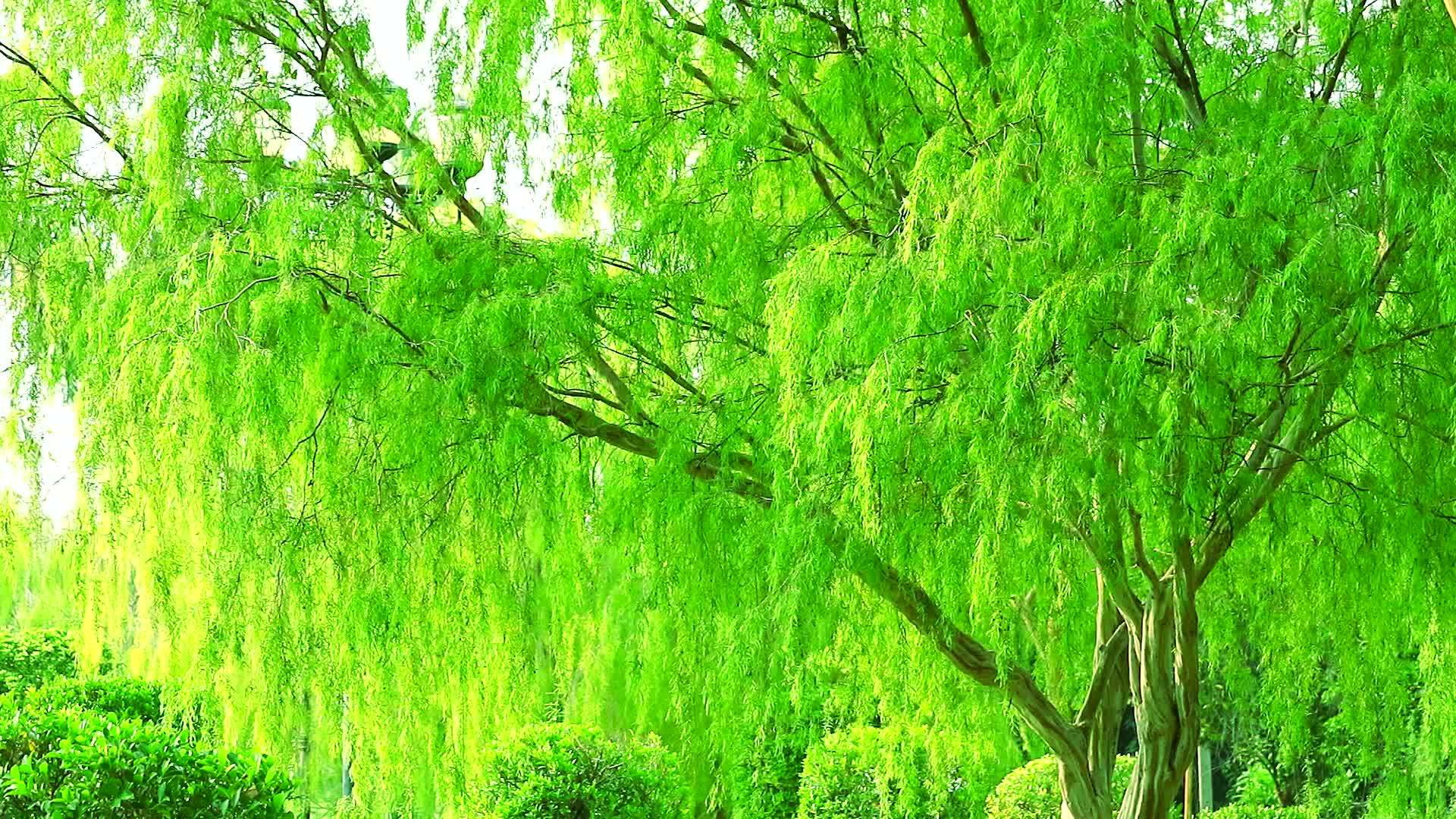 柳树和浅绿色的叶子在花园里随风摇摆视频的预览图