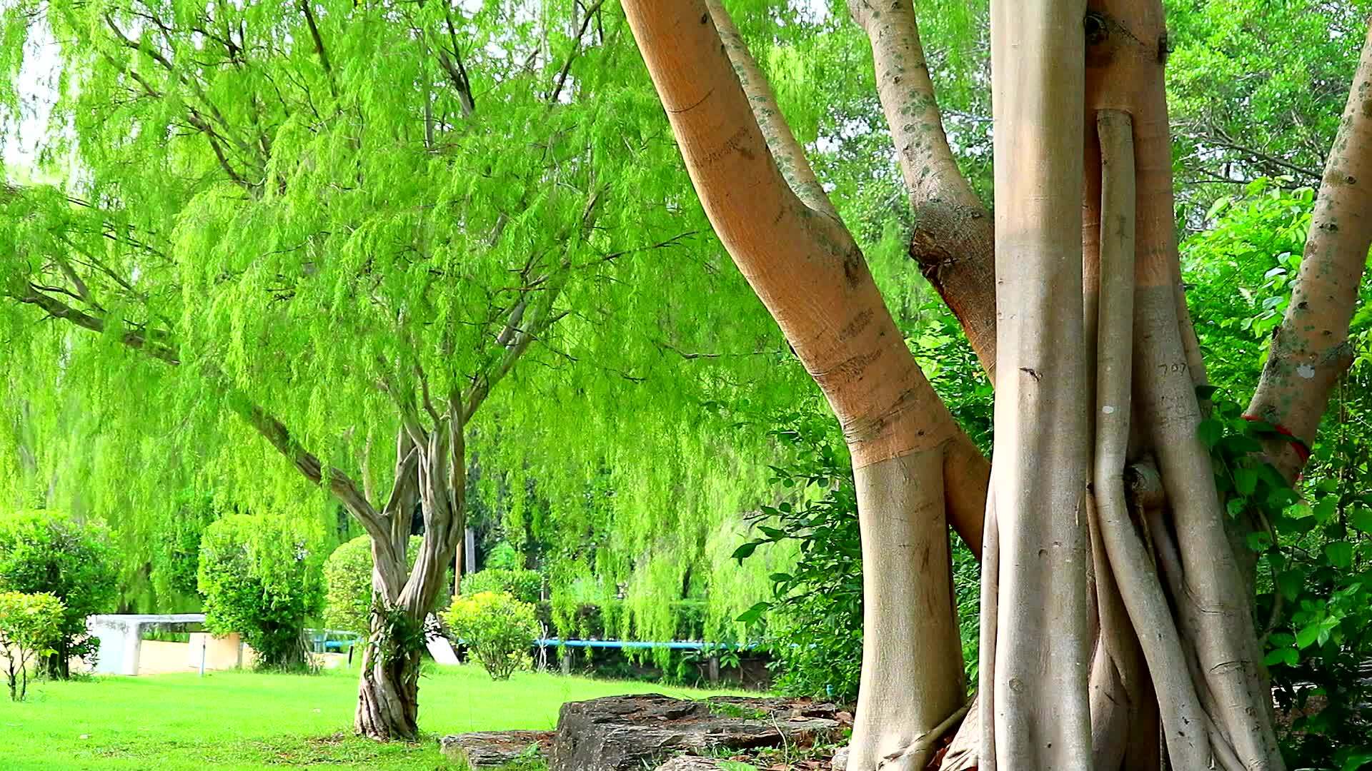 流泪的柳树和浅绿色的叶子随风消失在花园里视频的预览图