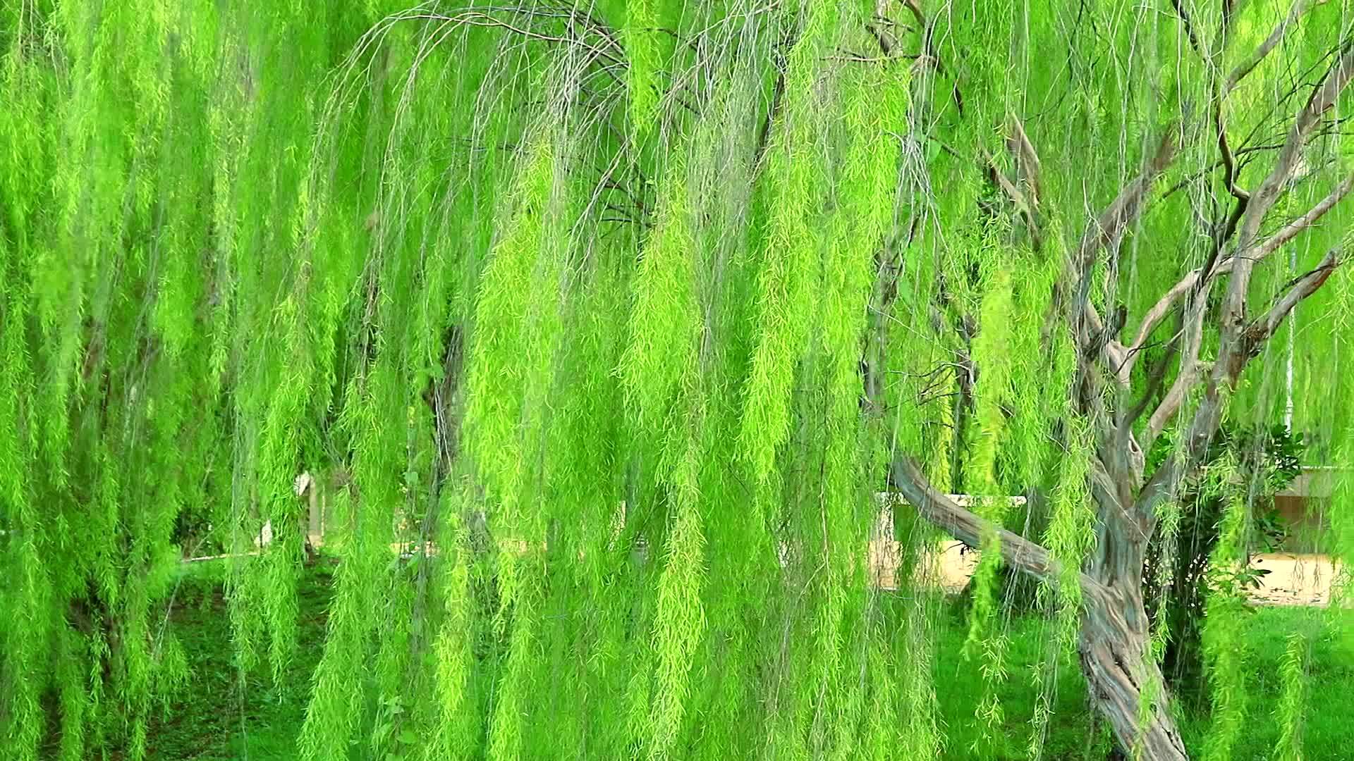 柳树和浅绿色的叶子在公园里随风摇摆视频的预览图