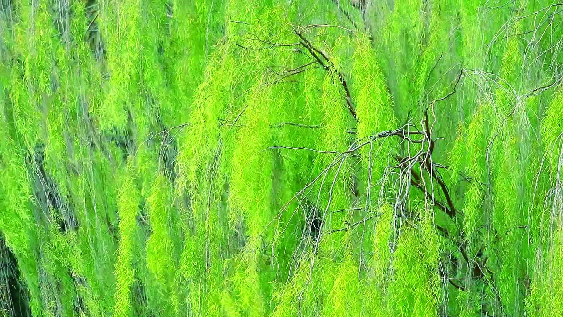 柳树和浅绿色的叶子在公园里随风升起视频的预览图
