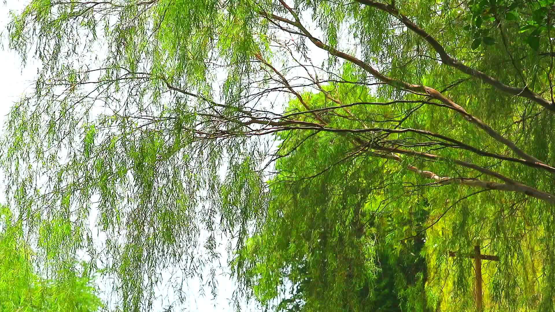 柳树和浅绿色的叶线在花园里哭泣视频的预览图
