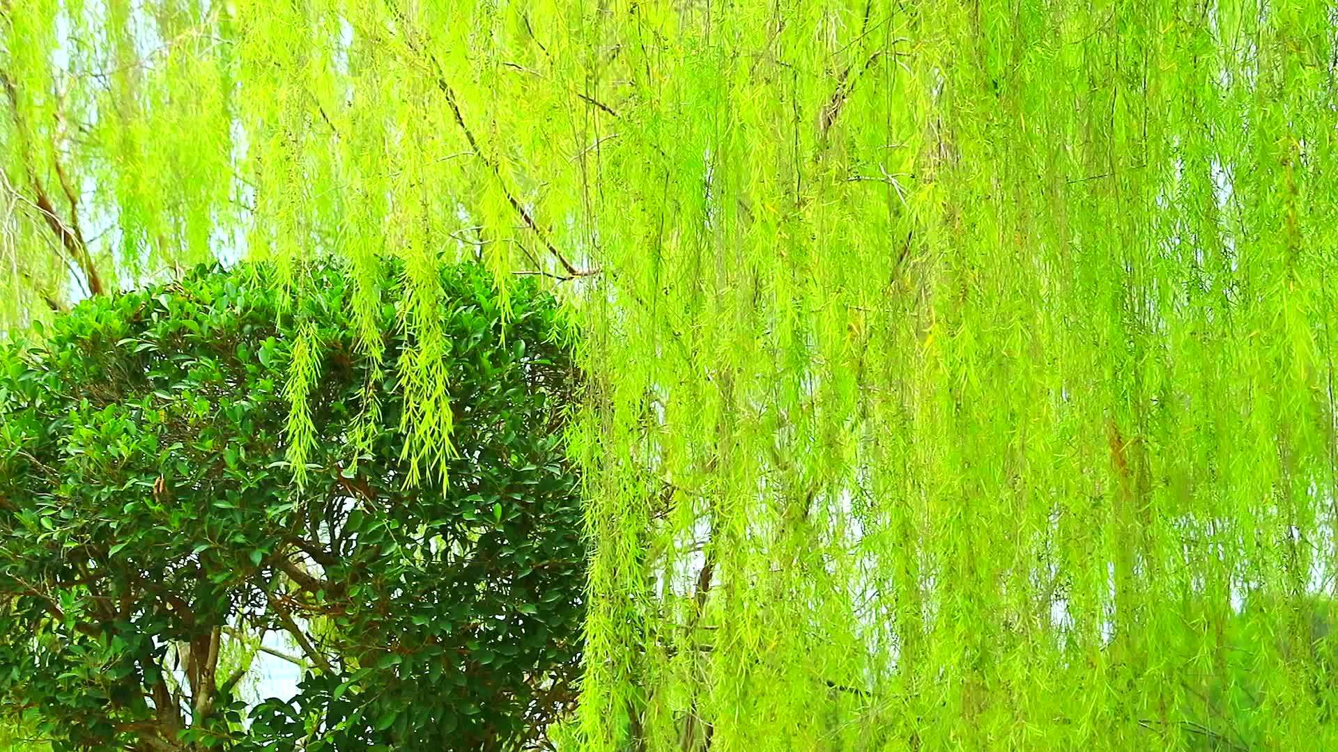 花园里的柳树和浅绿色的叶子视频的预览图