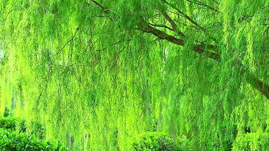哭泣的柳树和浅绿色的叶子是自然的墙1风向摇晃的墙视频的预览图