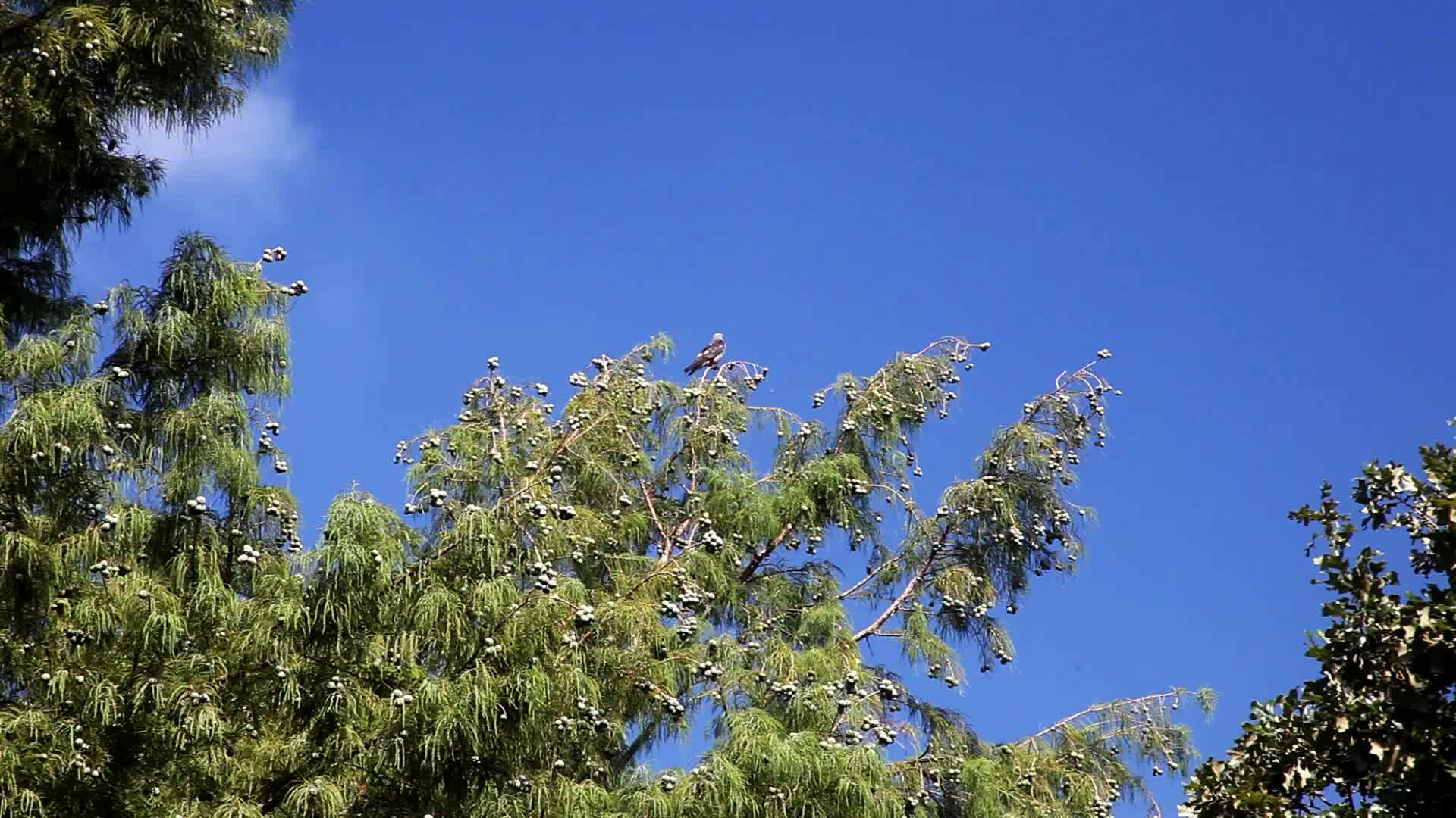 树上的风筝视频的预览图