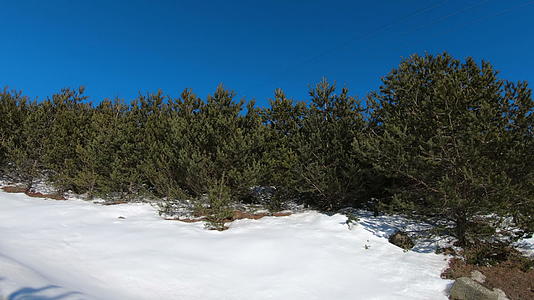 沿着一条路行驶雪穿过松树冬天的风景视频的预览图