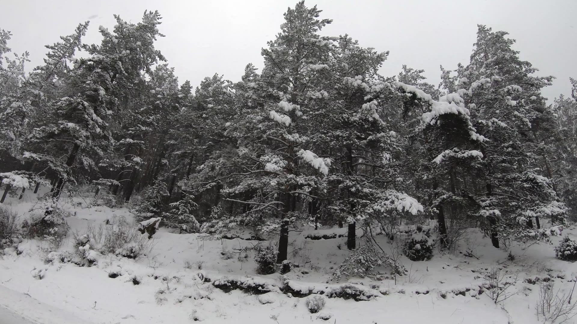 雪从冬天的松树风景中落下视频的预览图