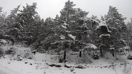 雪从冬天的松树风景中落下视频的预览图