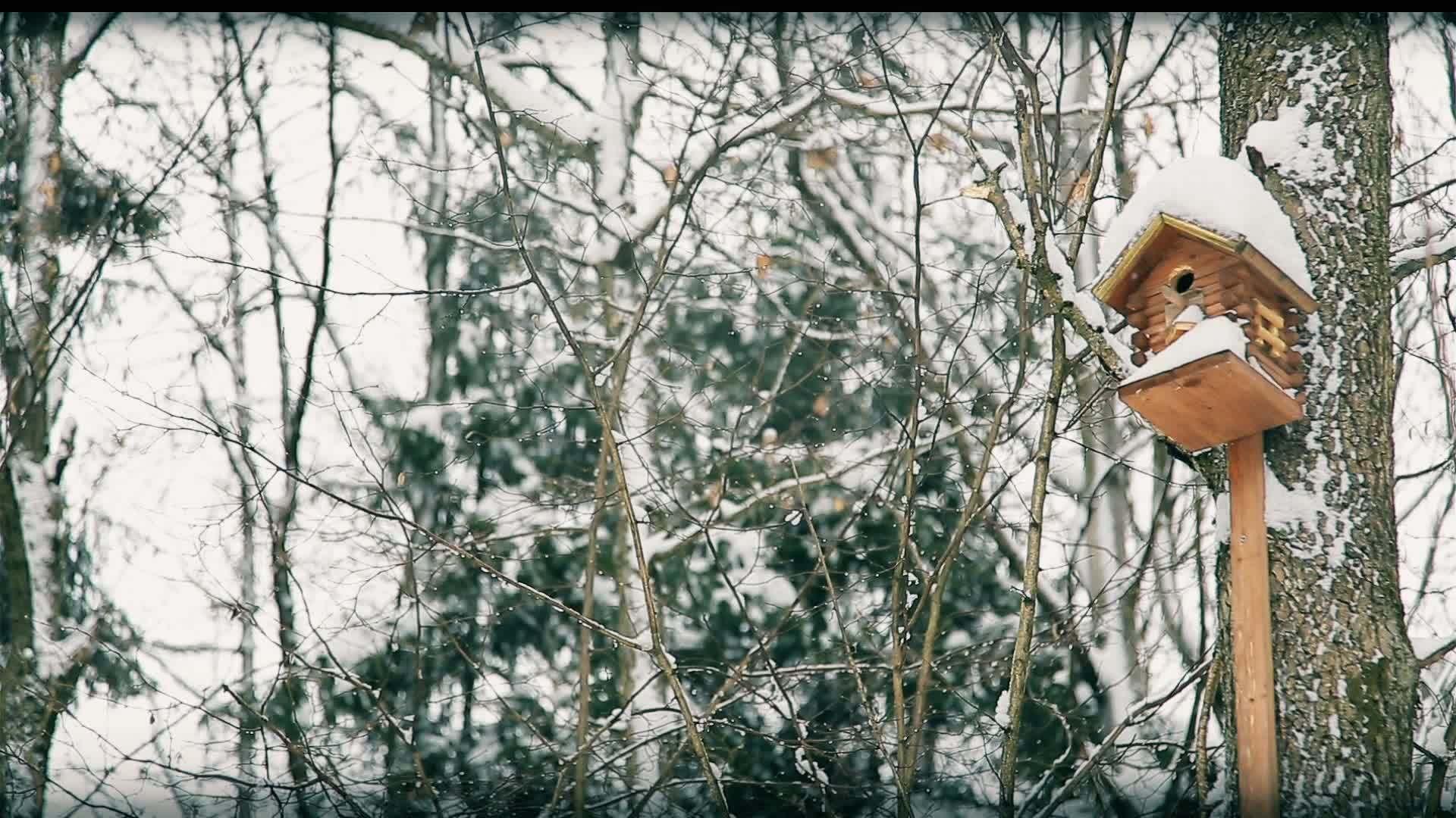 森林公园被雪覆盖视频的预览图