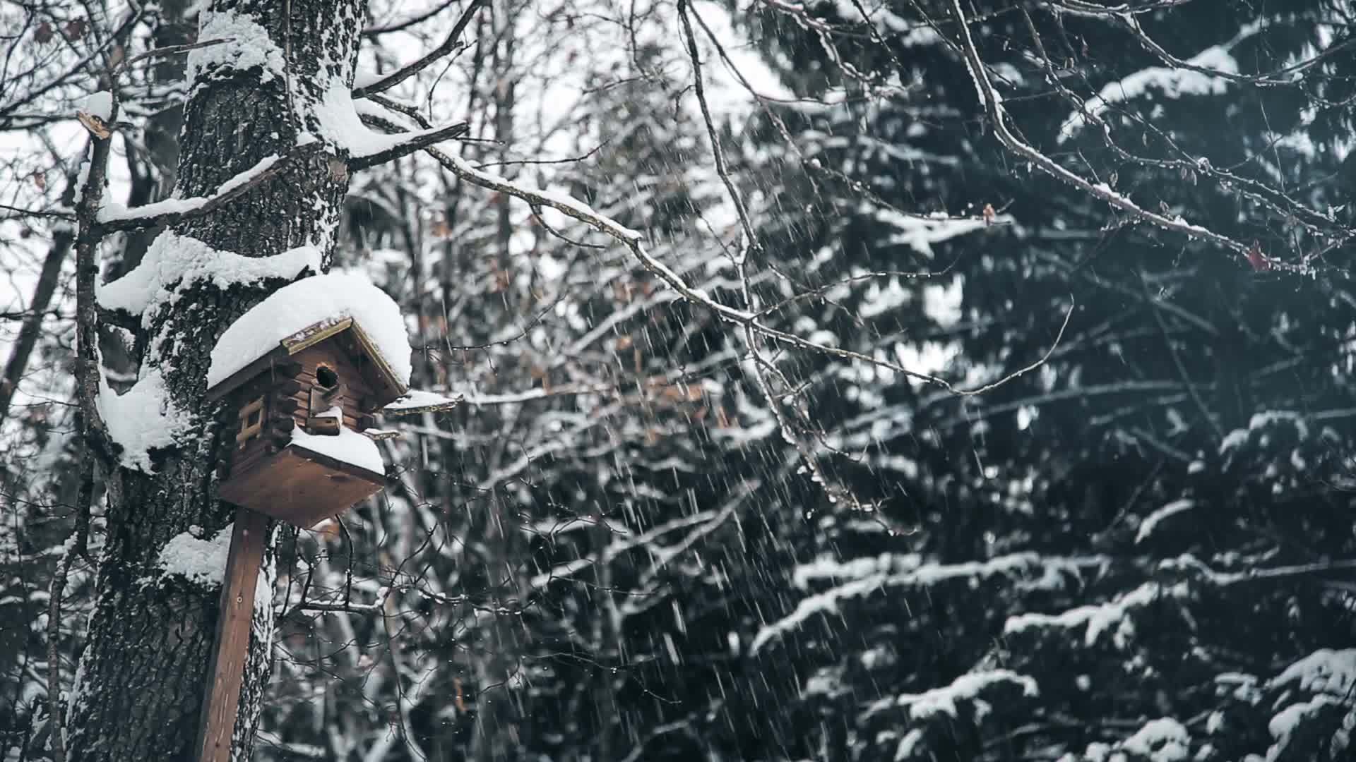 冬天鸟儿的森林木屋视频的预览图