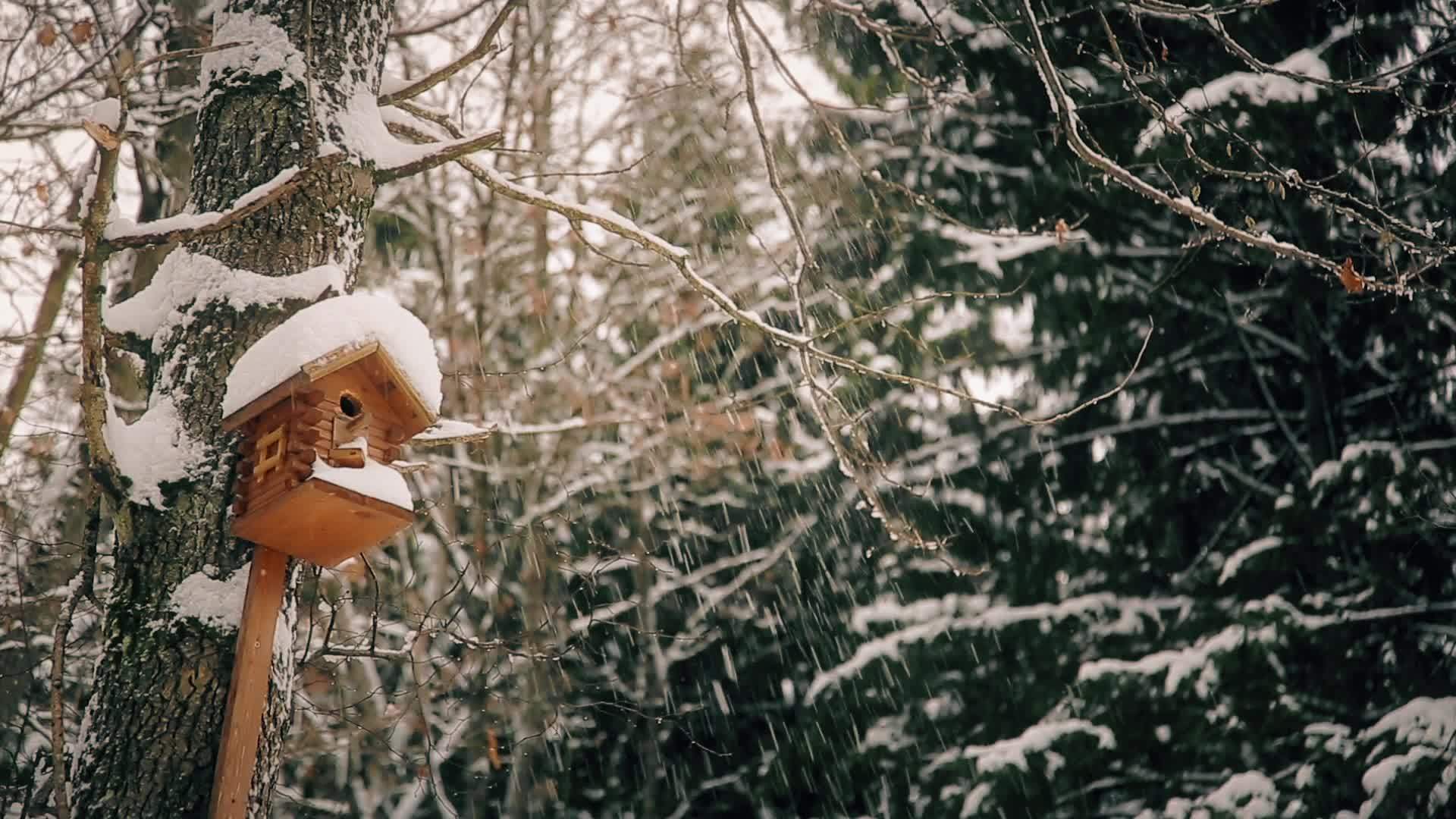 冬天鸟儿林木屋的木屋hd1920x1080视频的预览图