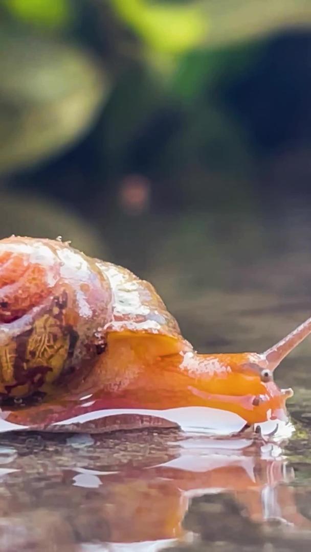 蜗牛在雨后实拍爬行视频的预览图