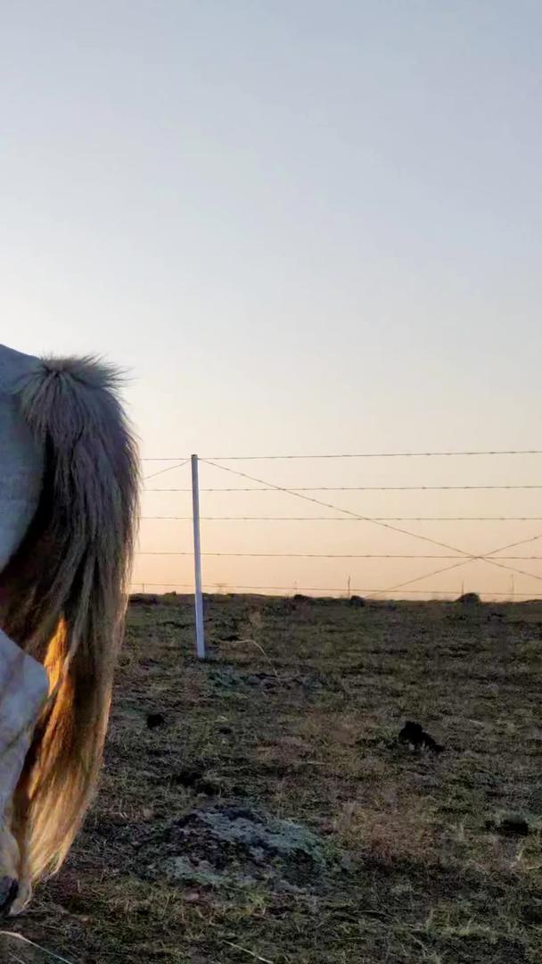 草原上逆光拍摄夕阳中悠闲吃草的马群视频的预览图