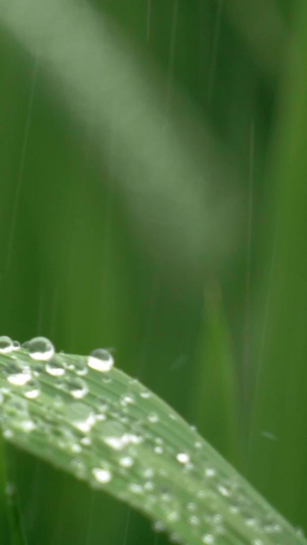 实拍禾叶上的水滴视频的预览图