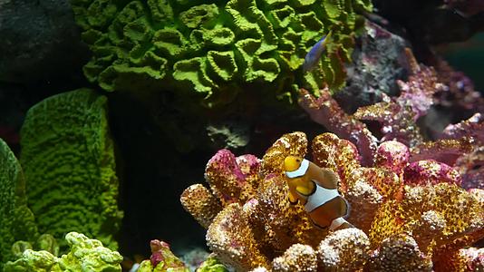 水族馆珊瑚附近的小丑鱼视频的预览图