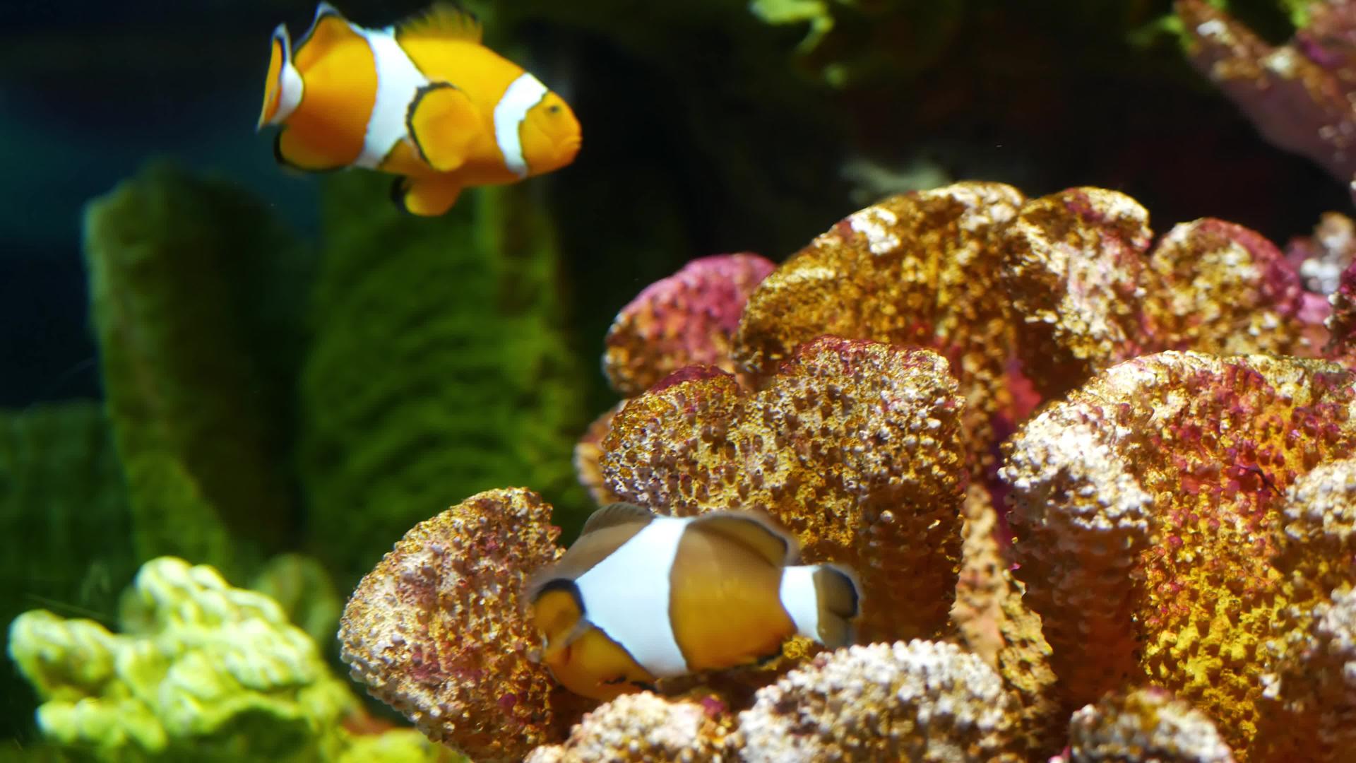 水族馆珊瑚附近的小丑鱼视频的预览图