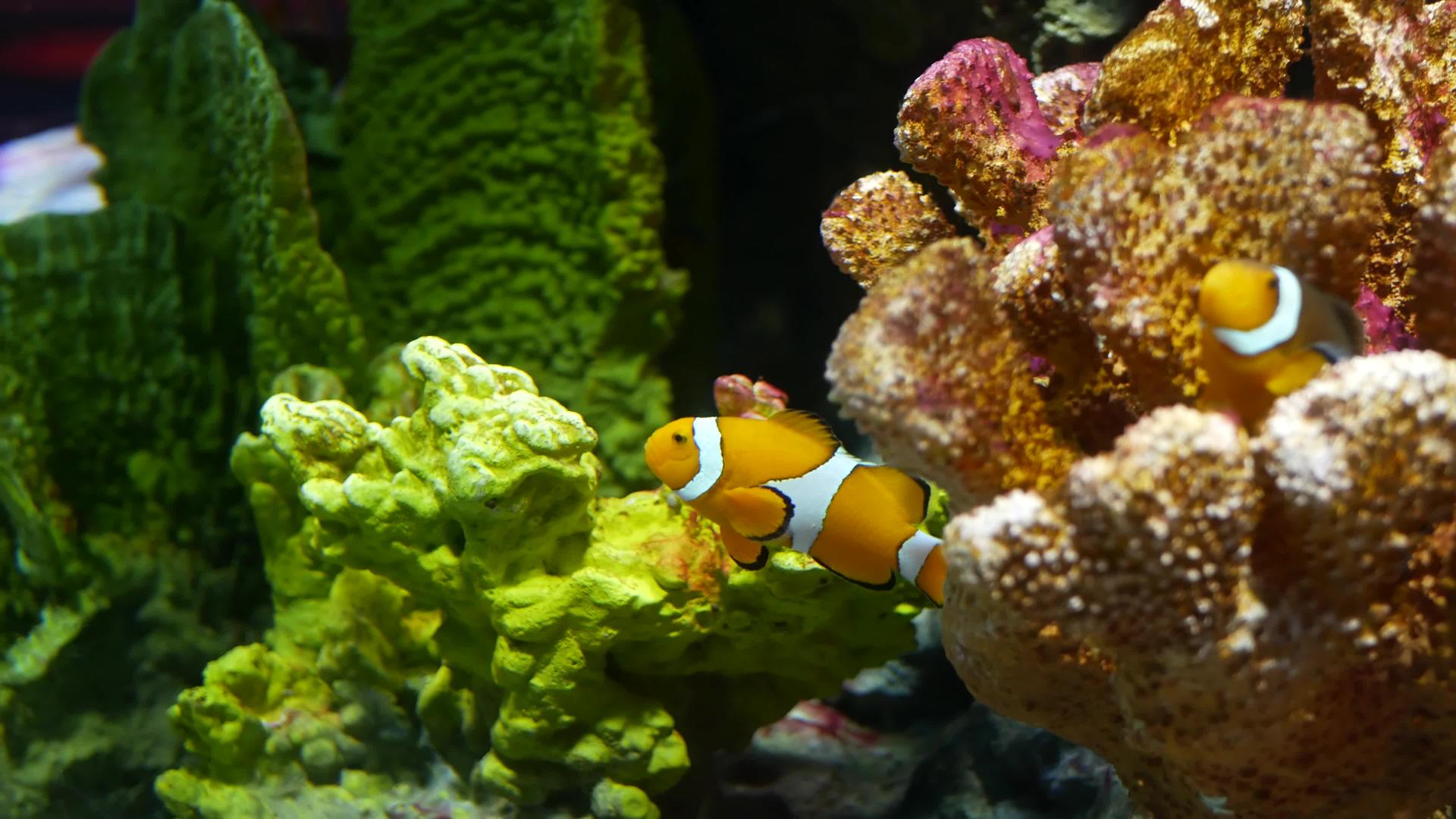 水族馆珊瑚附近的小丑鱼水族馆水中的黑色背景视频的预览图