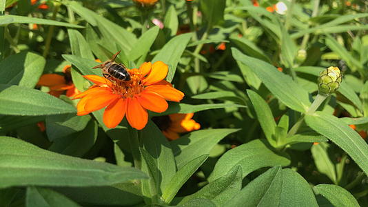 辛尼亚安古斯蒂夫利雅花朵上的蜜蜂视频的预览图