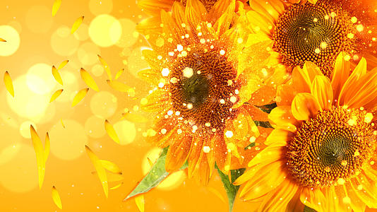 金色向日葵背景视频视频的预览图