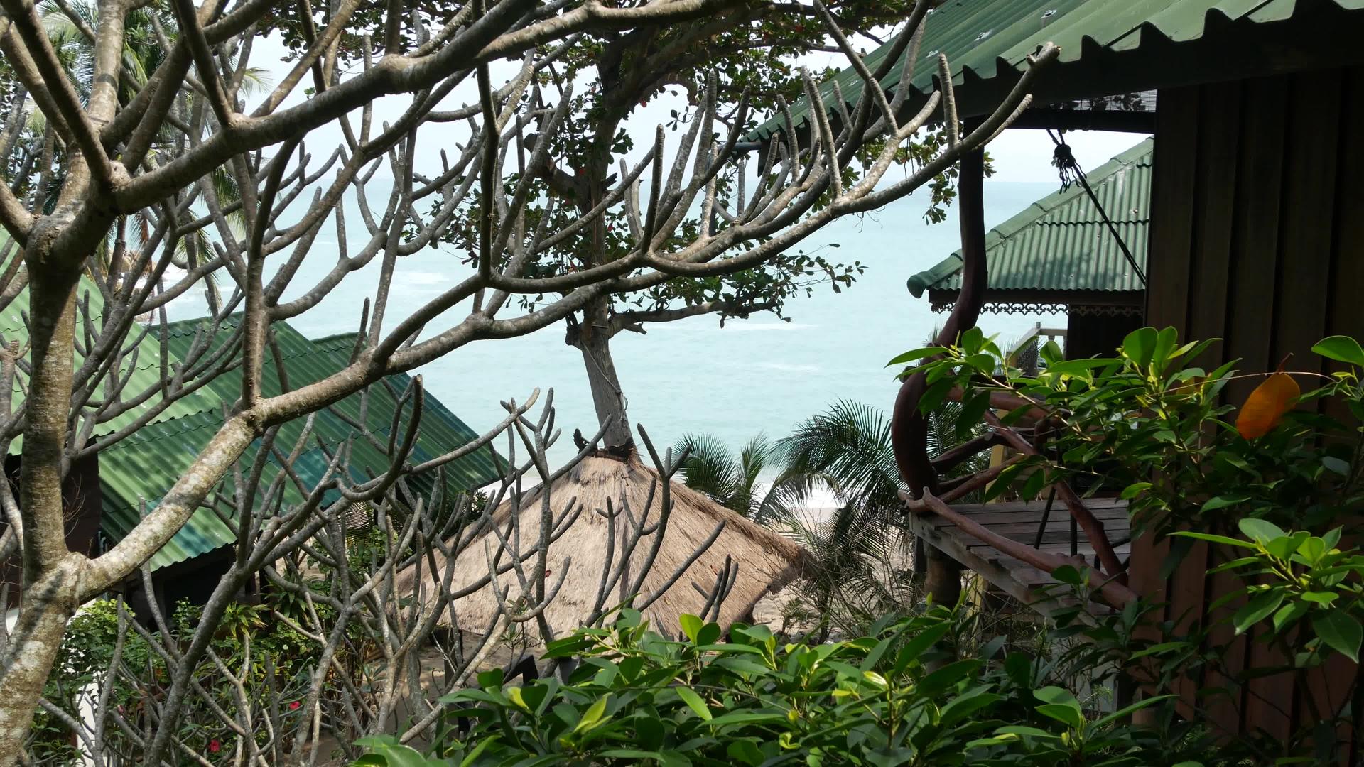 可爱的明媚的日子里热带树木附近可爱的小屋位于丛林中视频的预览图
