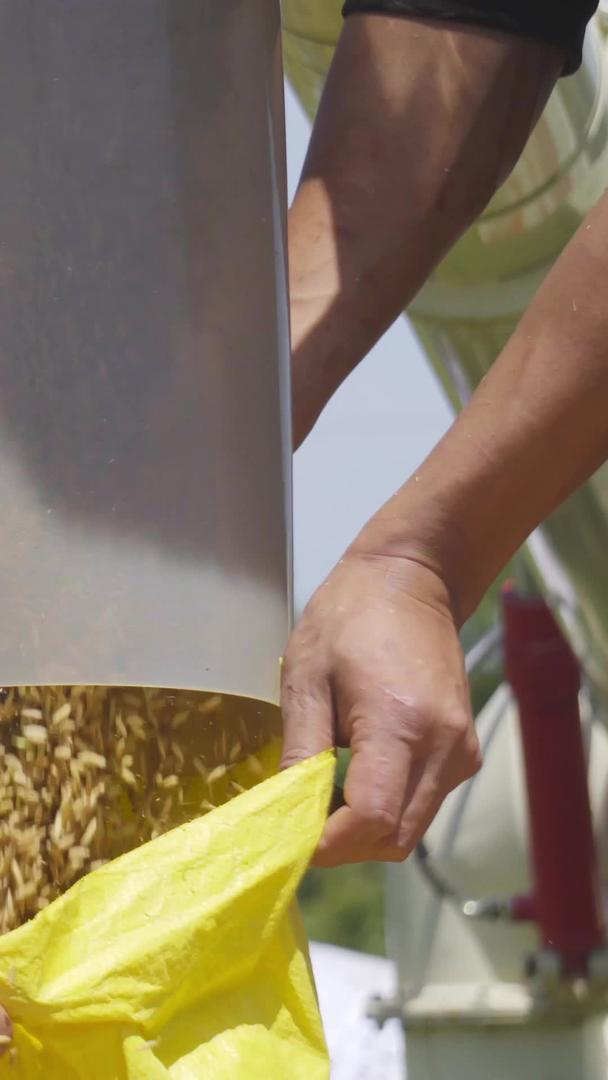 实拍农民丰收水稻视频素材视频的预览图