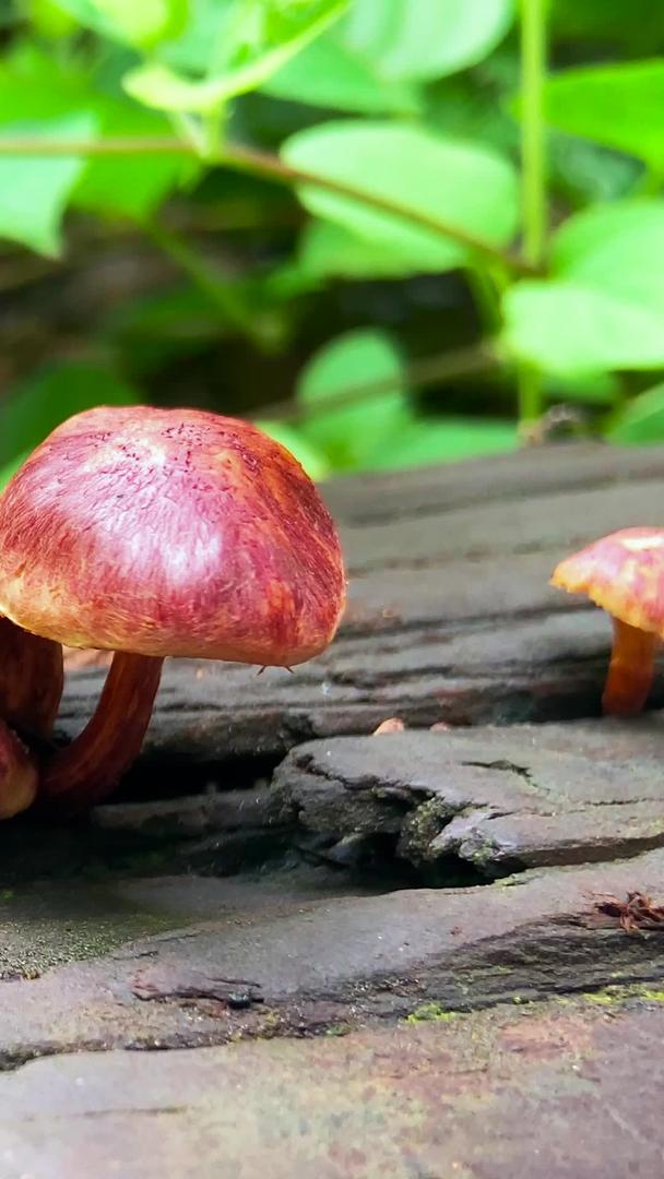 红蘑菇生长在实拍朽木上视频的预览图
