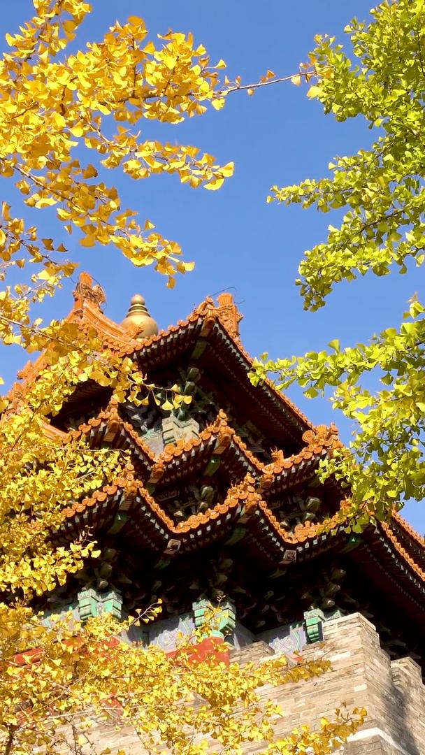 秋天北京故宫银杏角楼视频的预览图