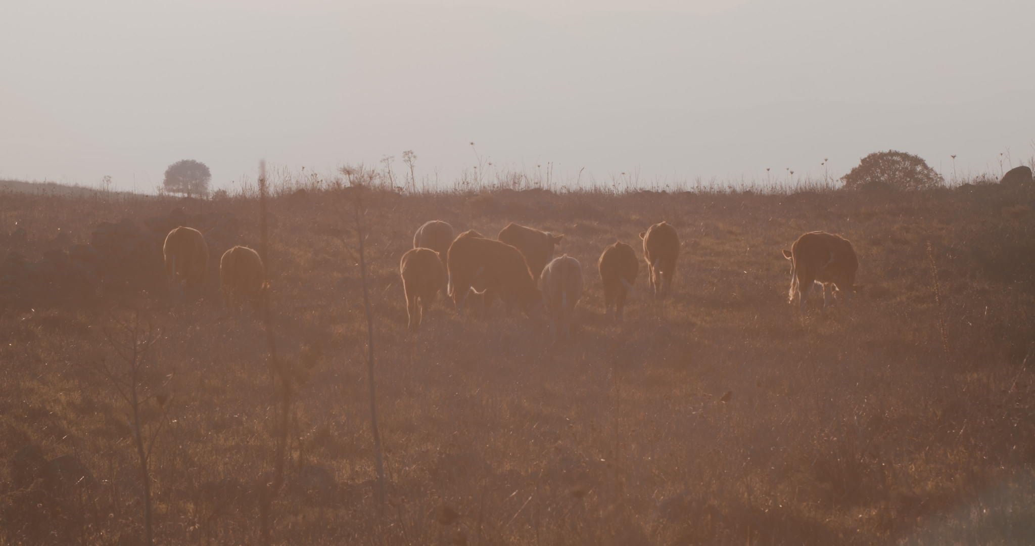 日落时的褐牛群视频的预览图