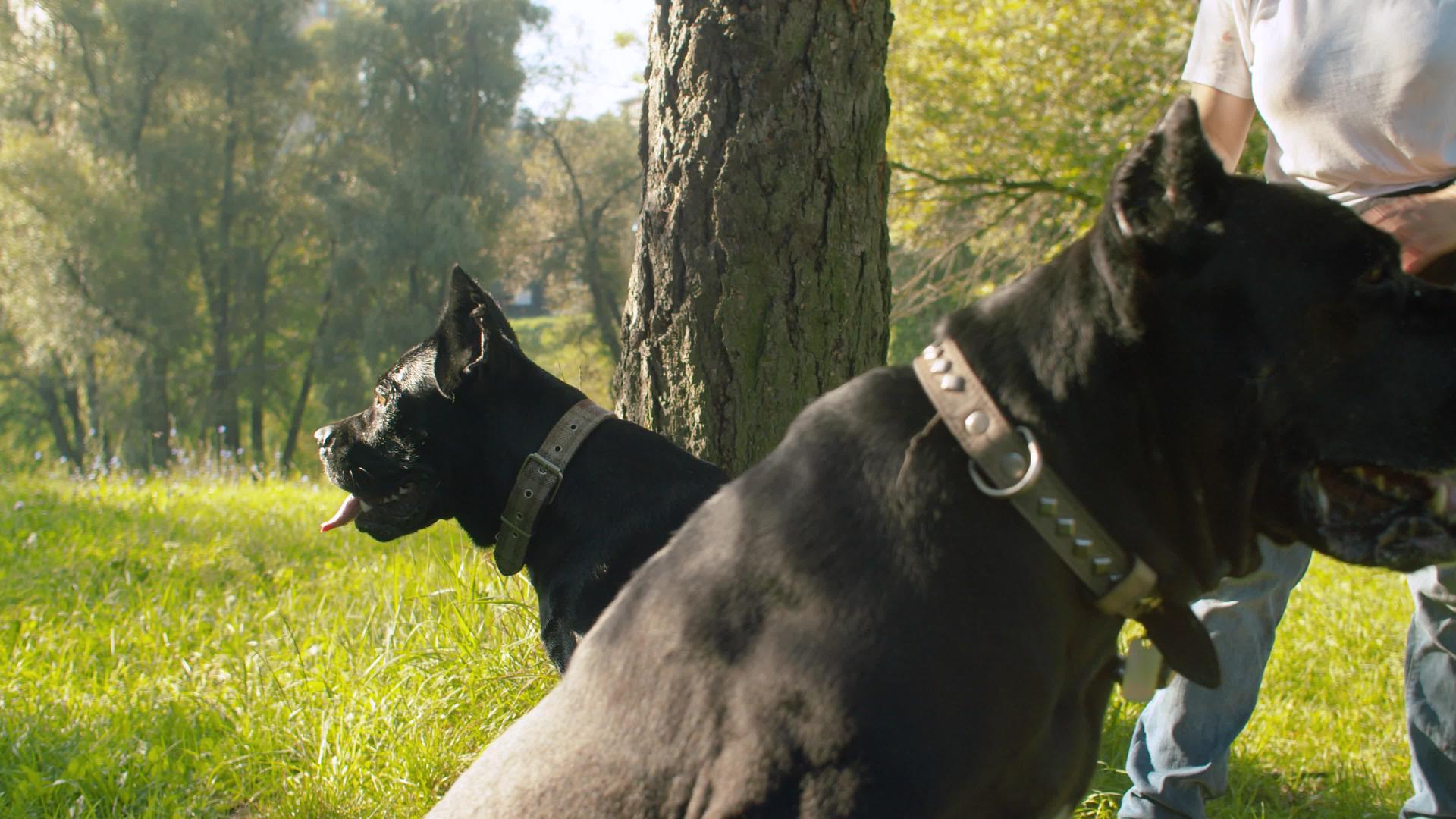 公园里有两只黑狗视频的预览图