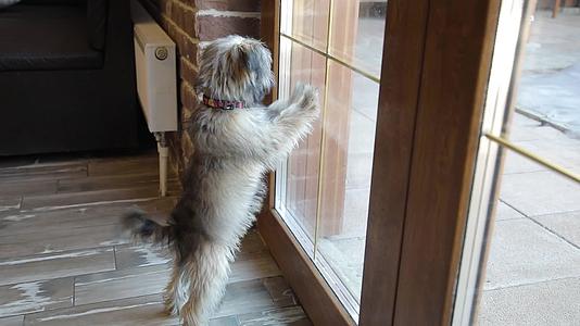 一只小狗在门窗里吠叫视频的预览图