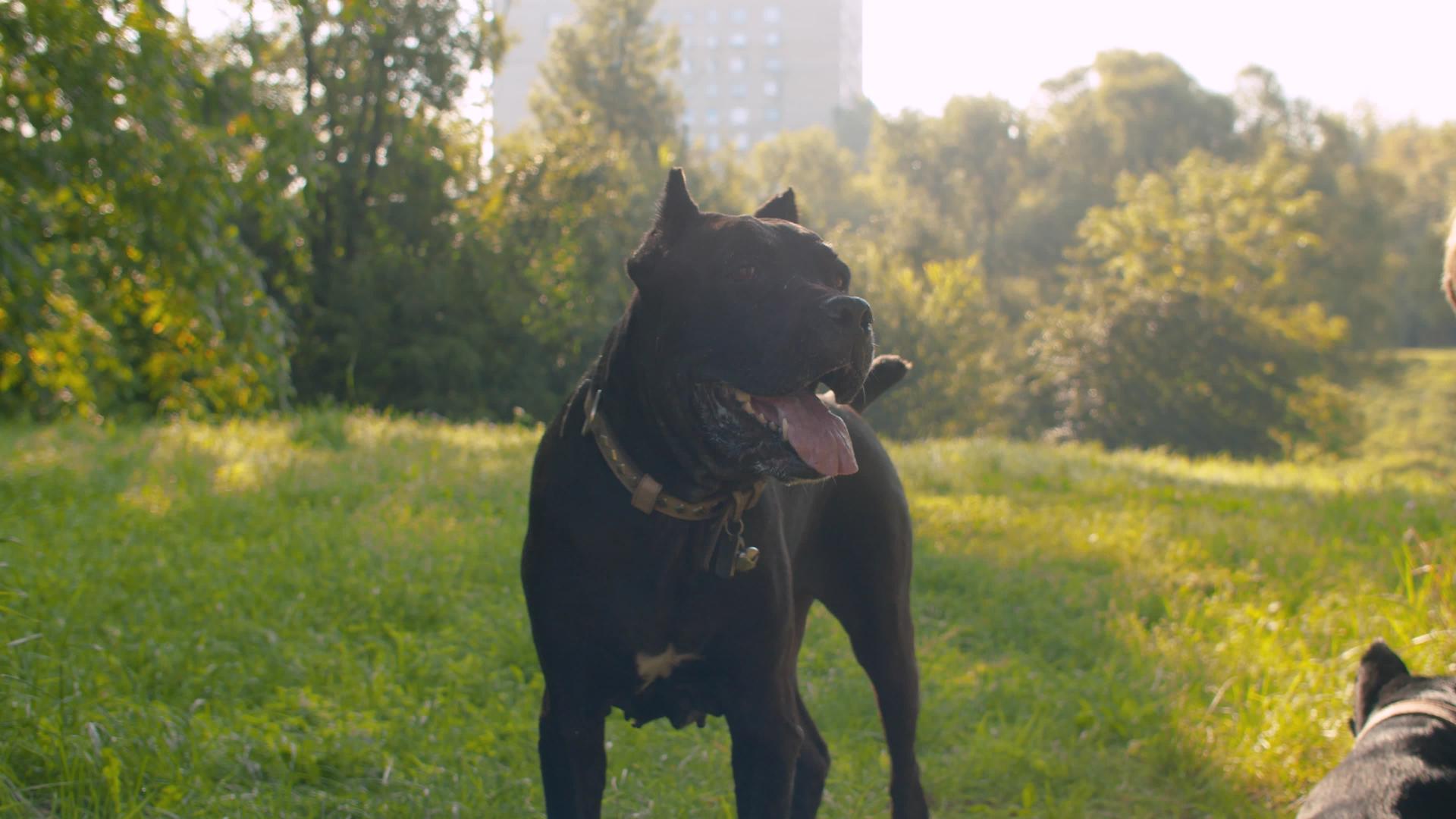 公园里有两只黑狗视频的预览图
