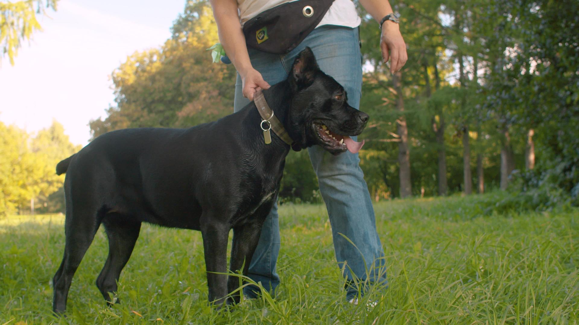 黑色大黑狗和公园的主人视频的预览图