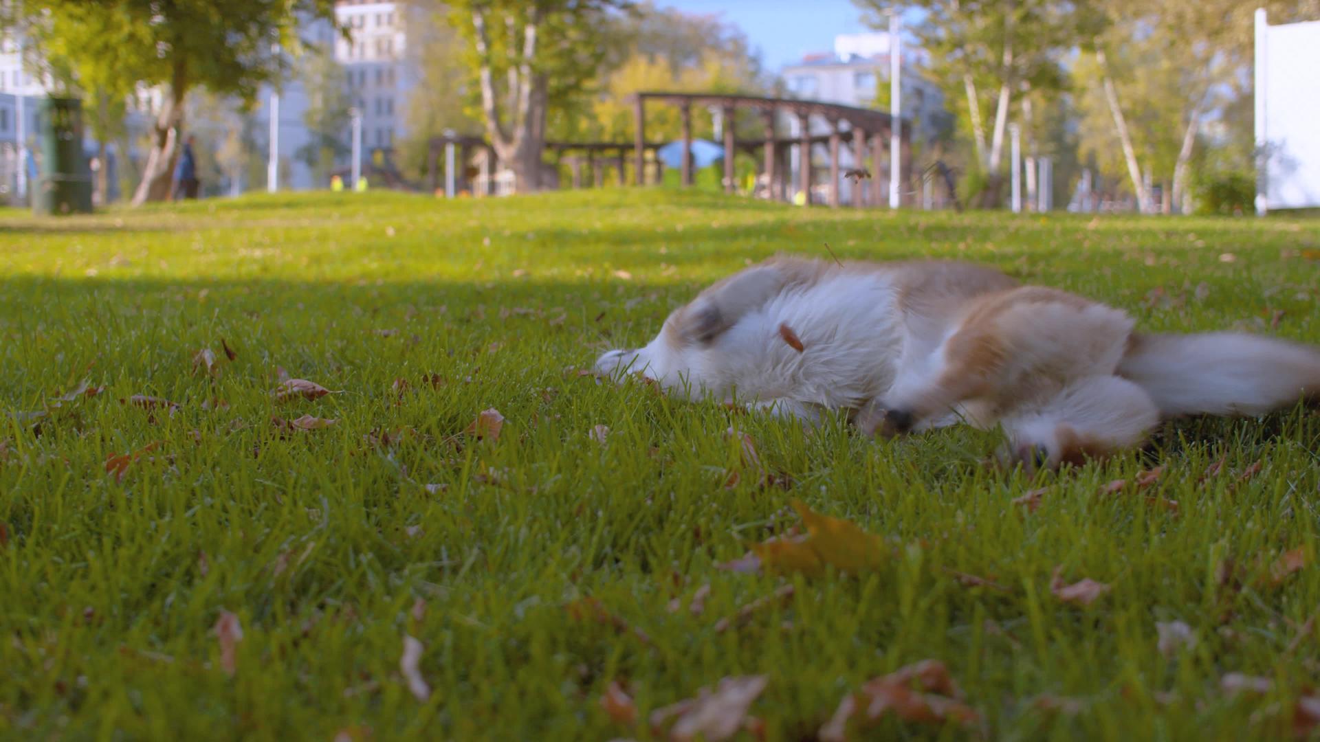 年轻的科吉狗在草坪上玩耍视频的预览图
