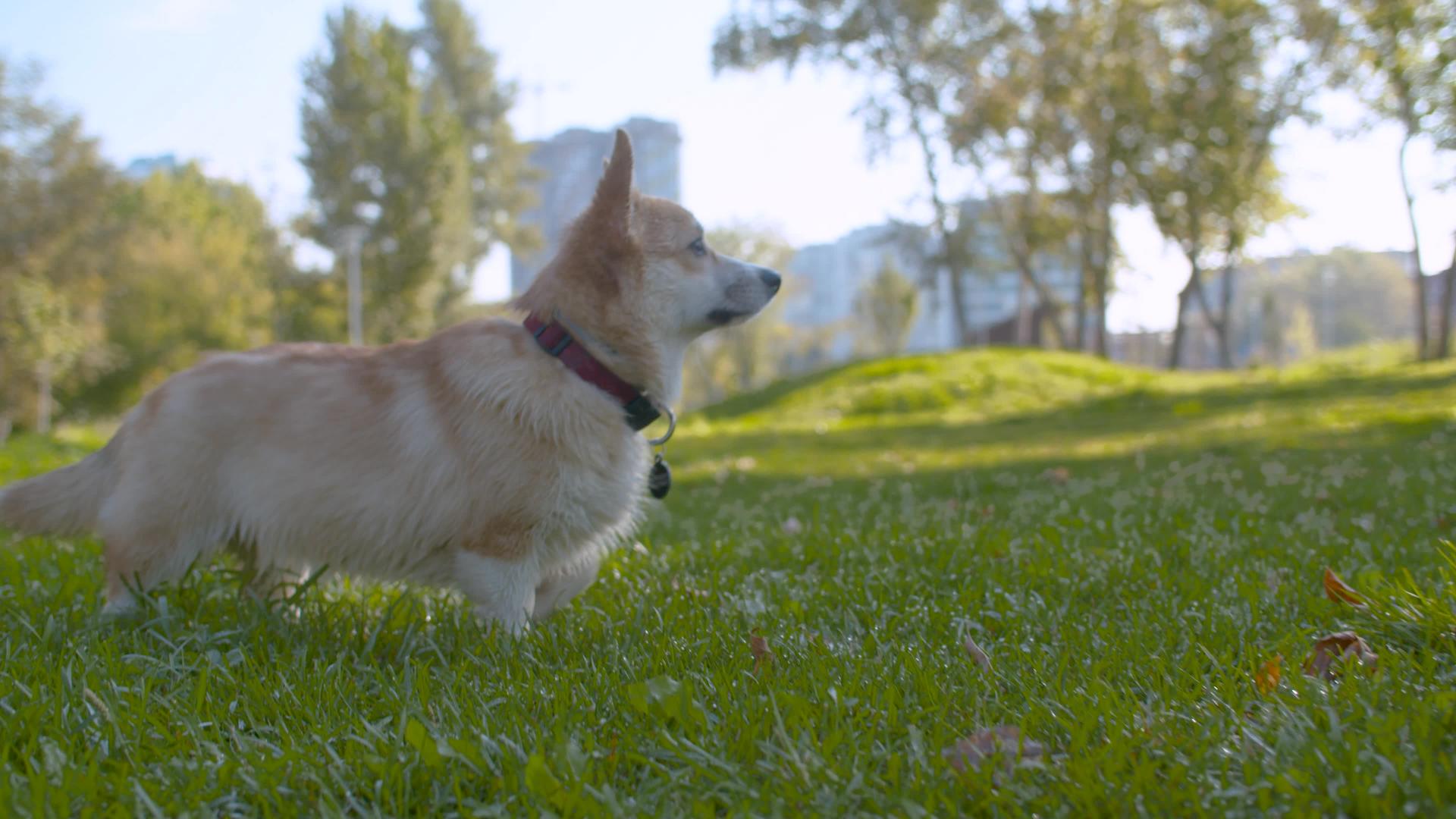走在草坪上的狗视频的预览图