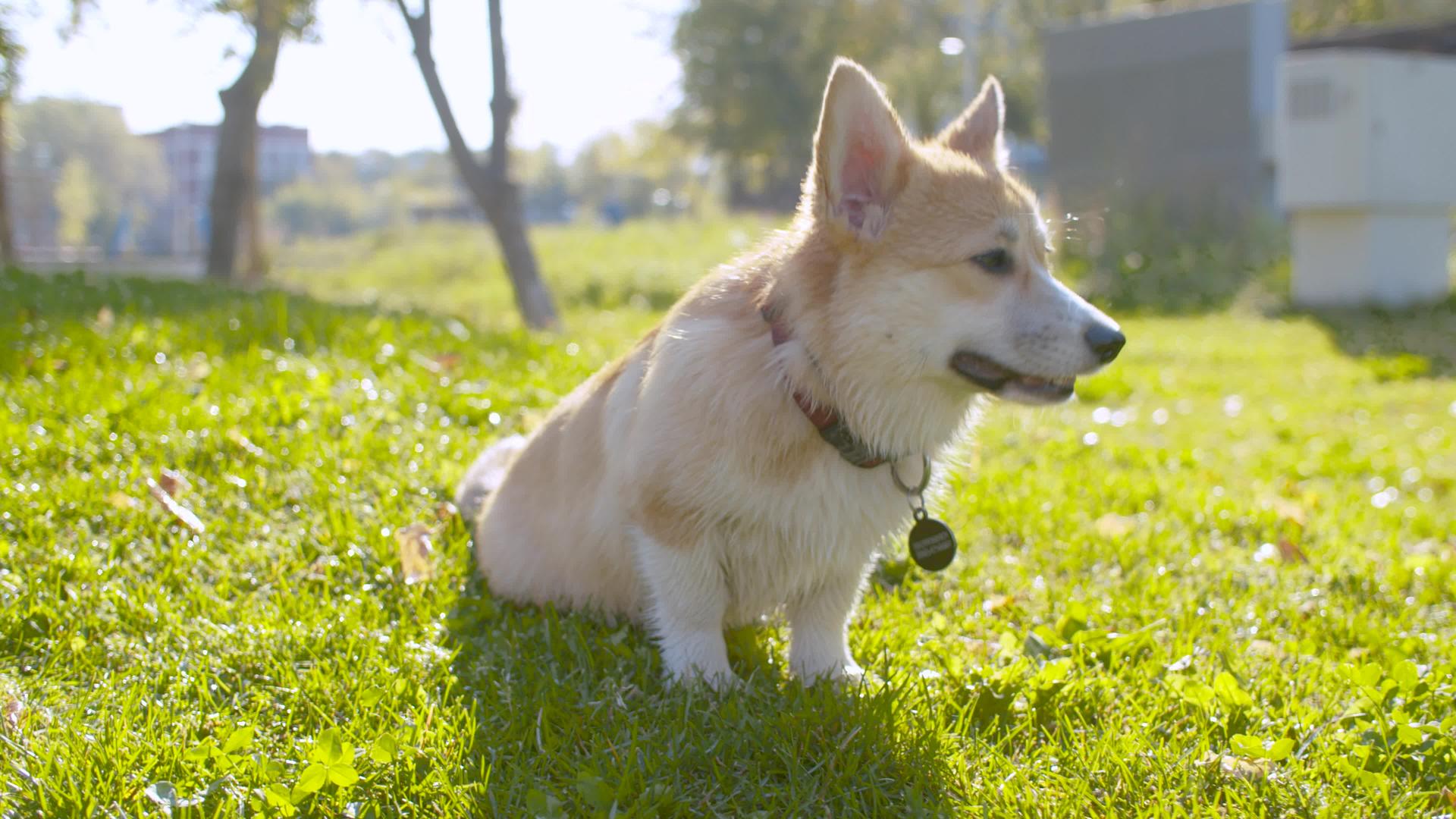 可爱的科吉狗坐在草地上视频的预览图