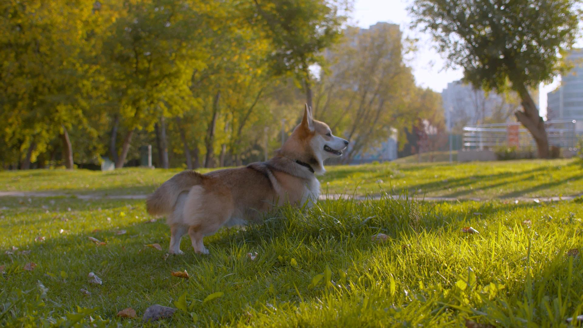 好可可吉狗在草坪上行走视频的预览图