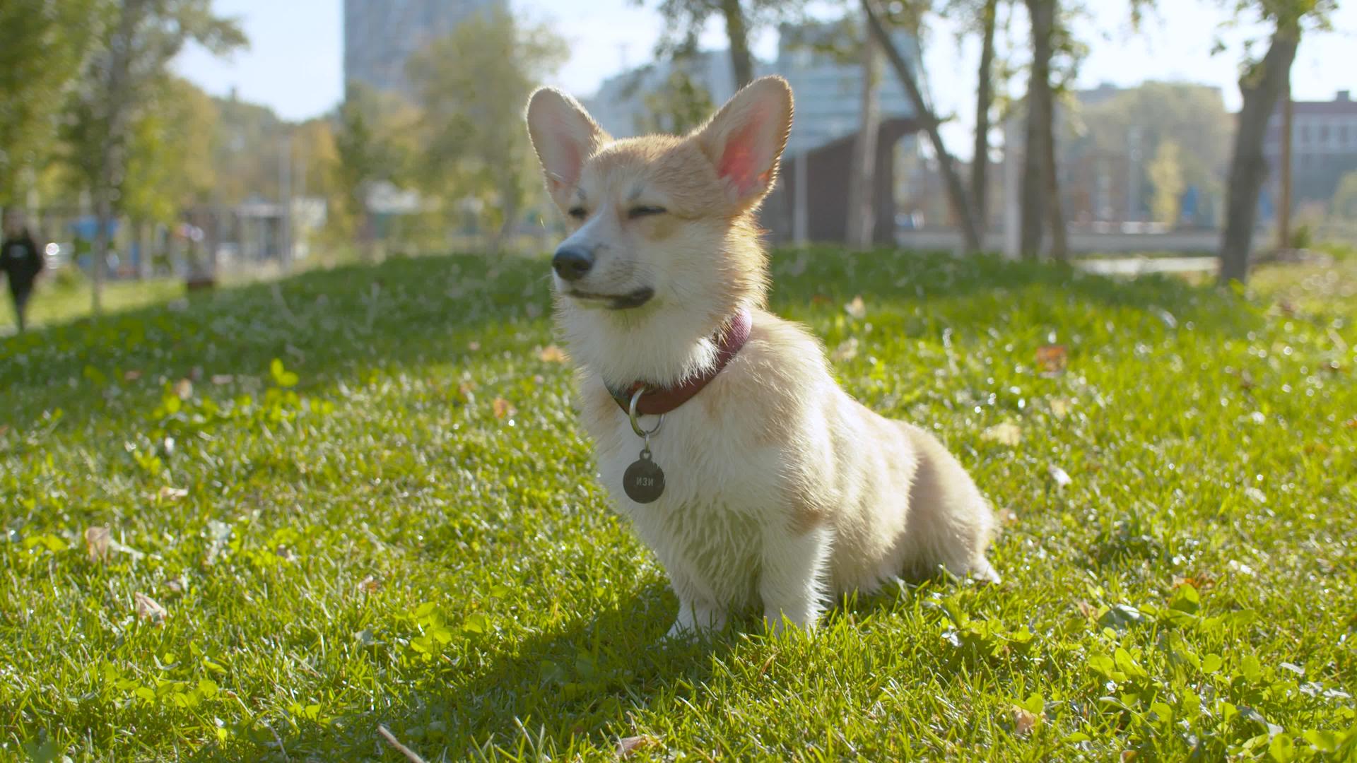 聪明的科吉狗坐在草地上视频的预览图
