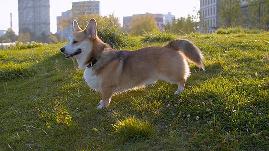 可爱的科吉狗站在草坪上视频的预览图