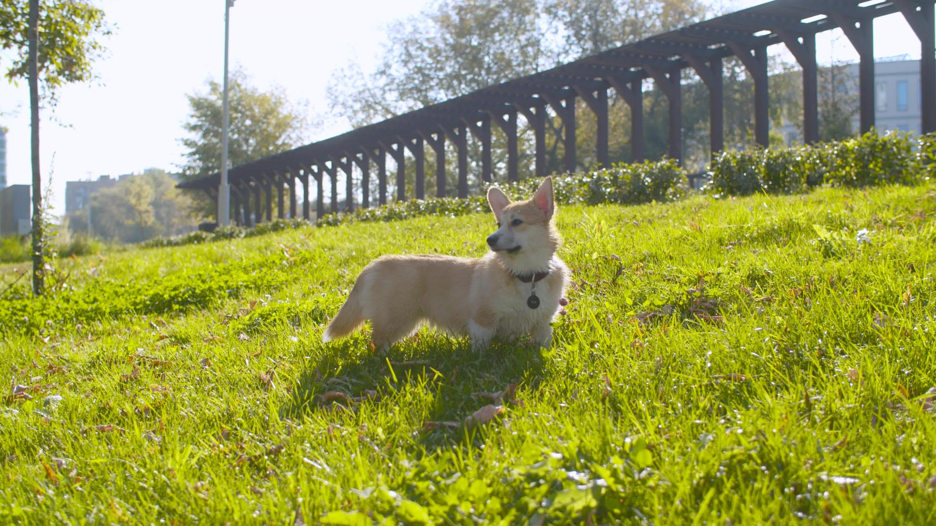 可尔吉狗在草坪上行走视频的预览图