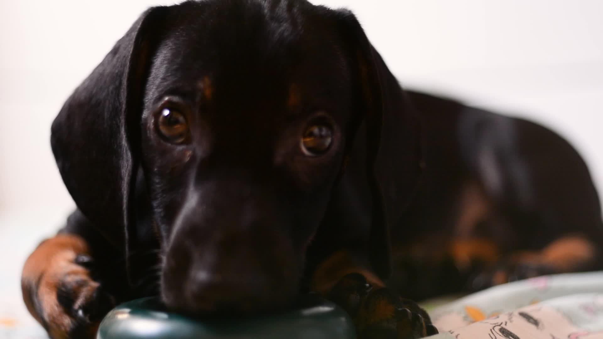小狗玩玩具dachshund视频的预览图
