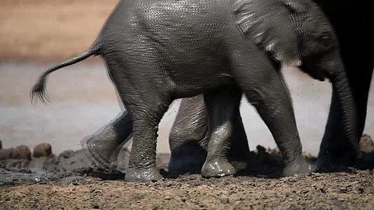 大象在泥里玩小象视频的预览图
