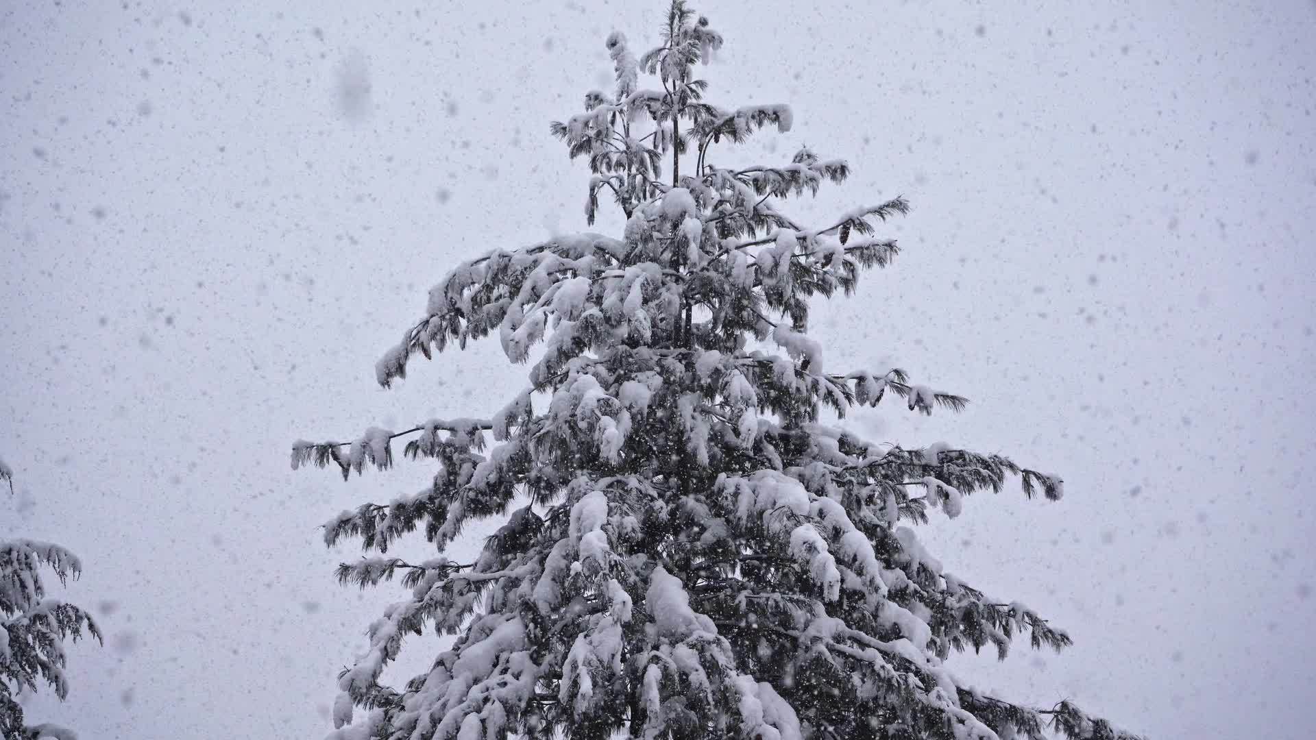 当大雪落下时它被锁在一棵长青树上视频的预览图