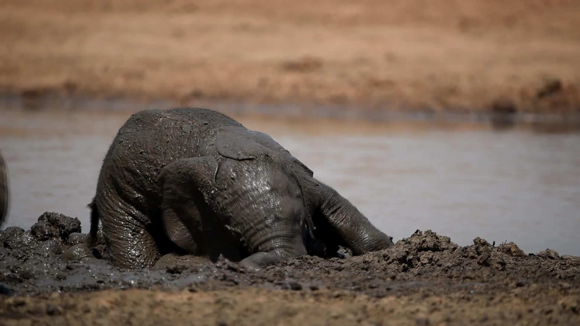 大象在泥里玩视频的预览图