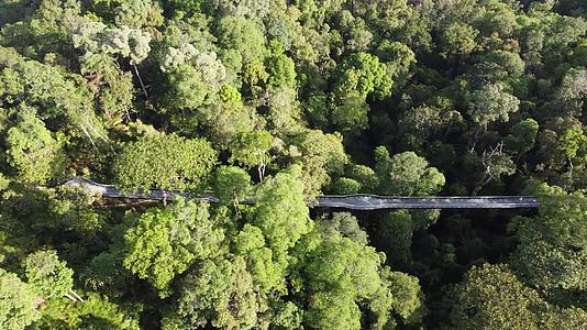 走在热带绿林中的树冠景观视频的预览图