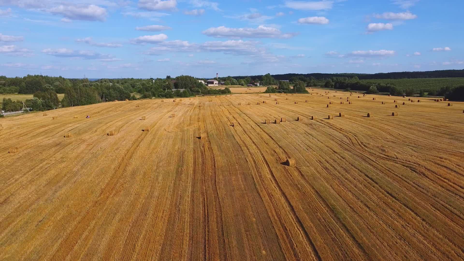 无人驾驶飞机飞越黄麦田阳光明媚的一天农业概念的笑声视频的预览图