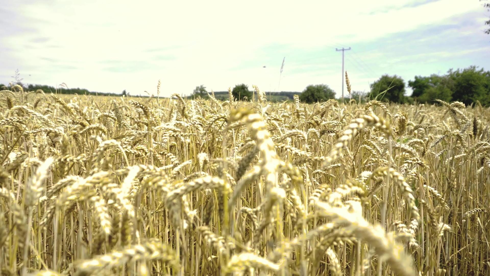 种植在农田里的黄粮视频的预览图