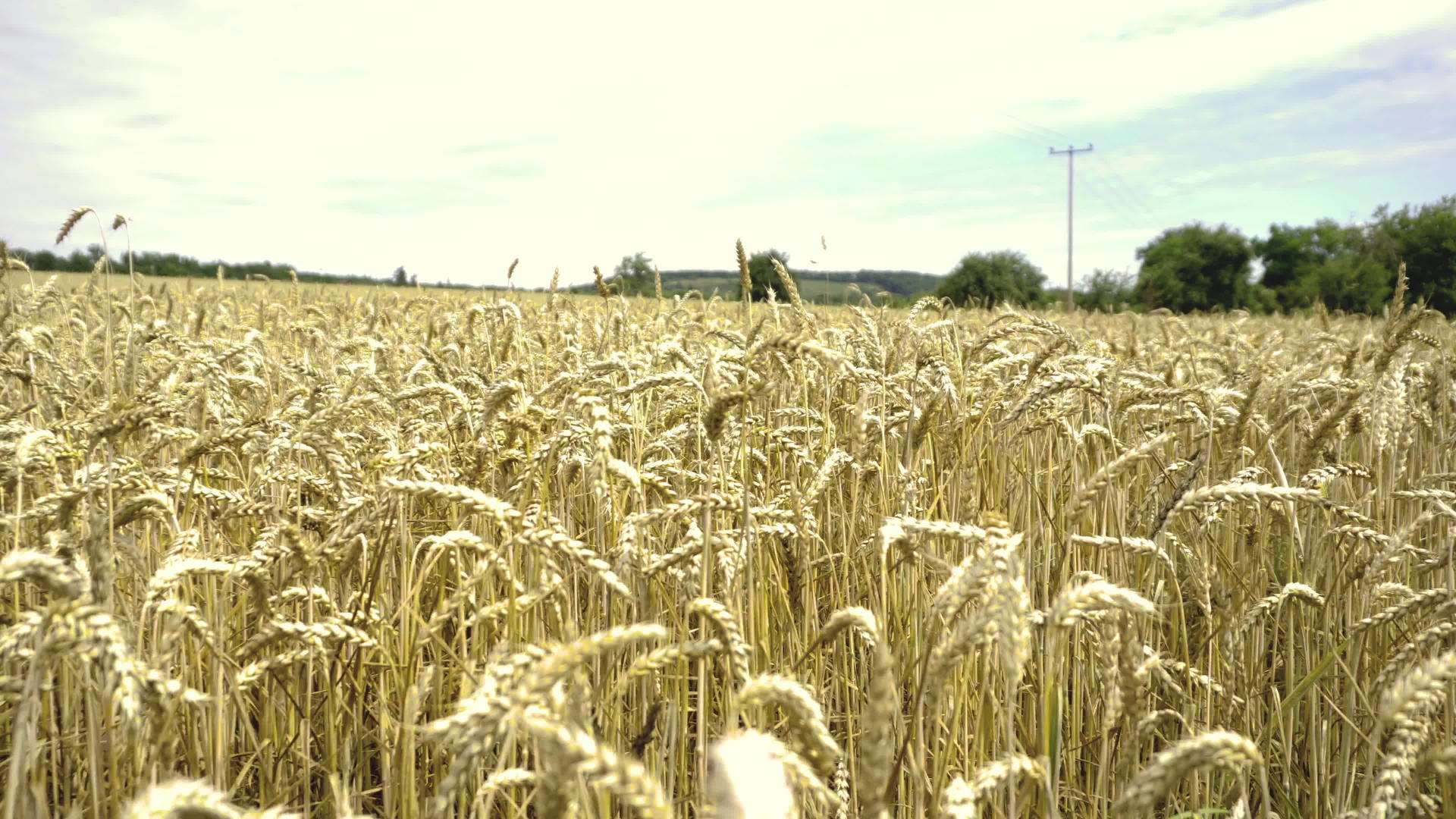 农田种植的黄黄谷物可以收获视频的预览图