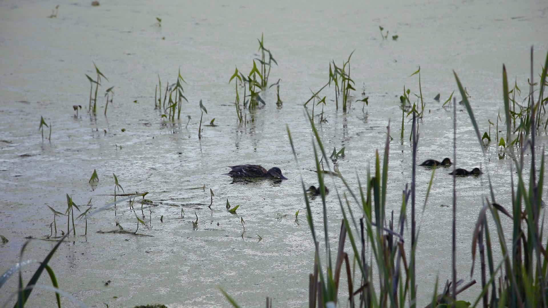 清晨一只鸭子在沼泽的草地上觅食视频的预览图
