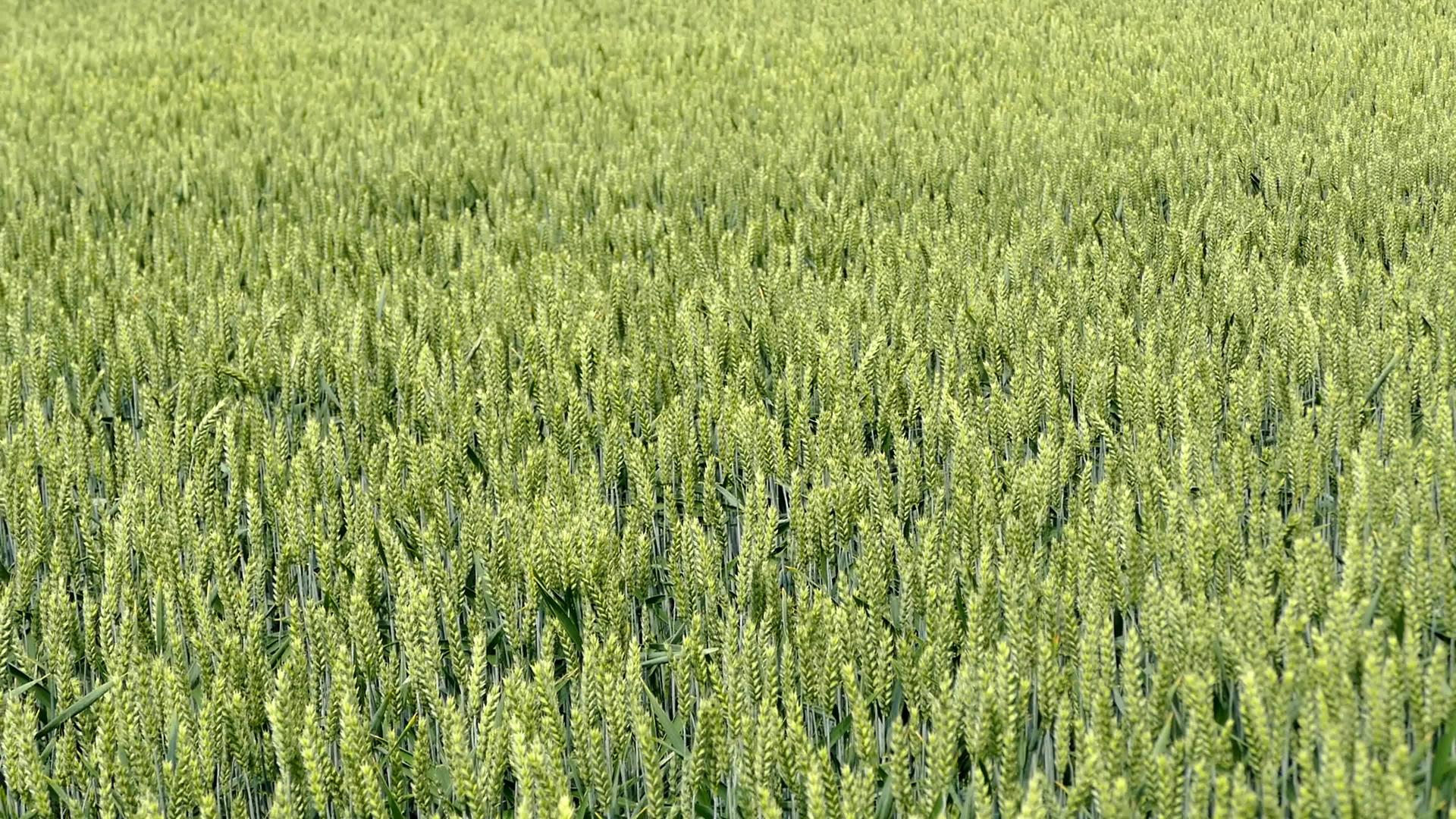 夏季在德国种植小麦田视频的预览图