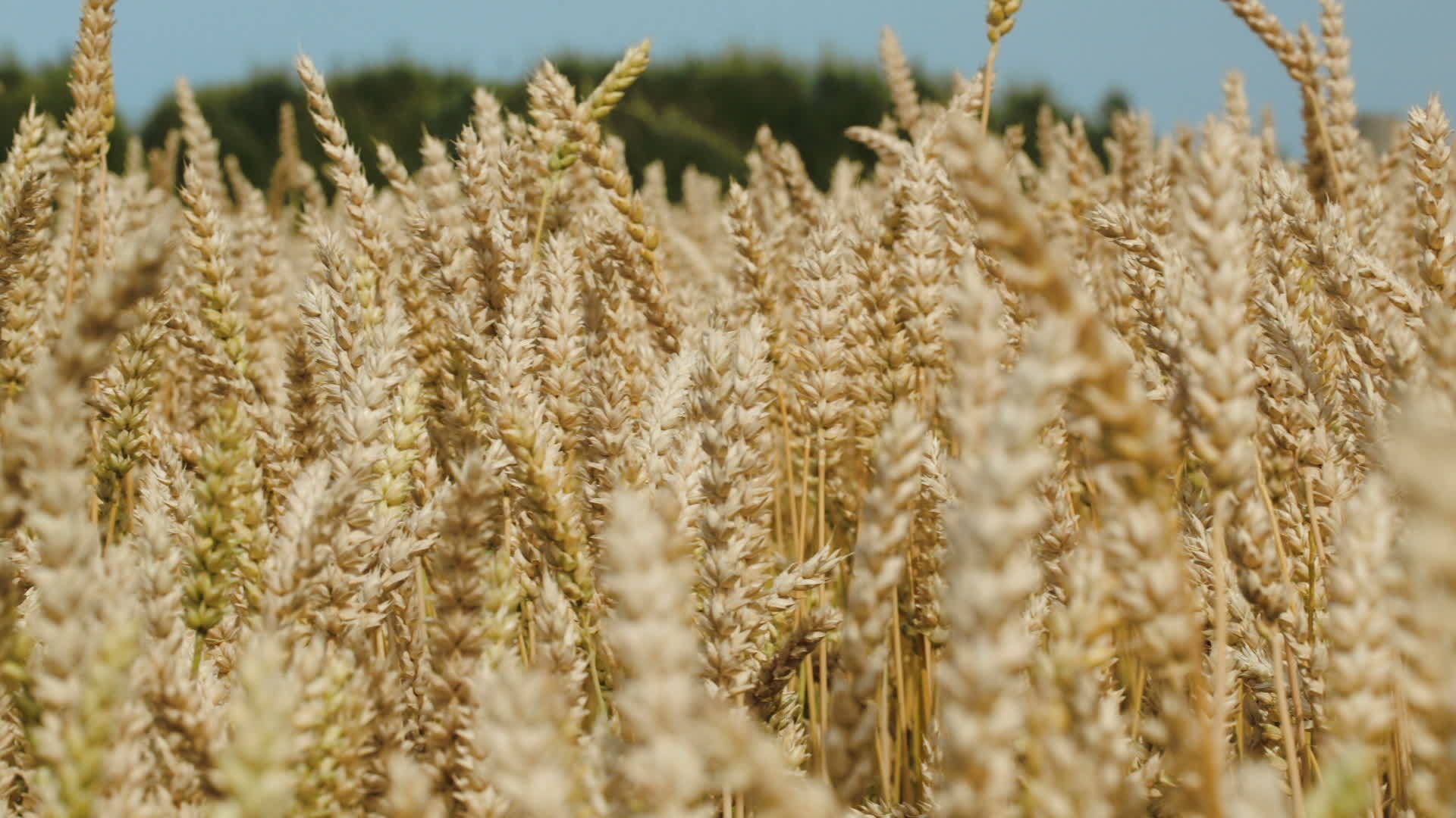 小麦在风中摇摆视频的预览图