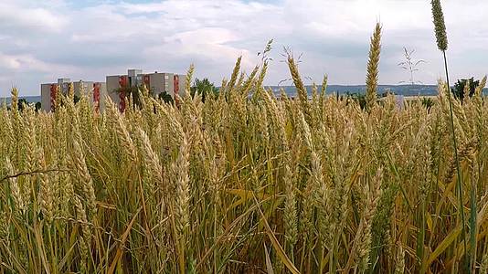 夏季在德国种植小麦田视频的预览图